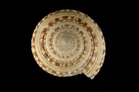 藏品(夸氏車輪螺)的圖片